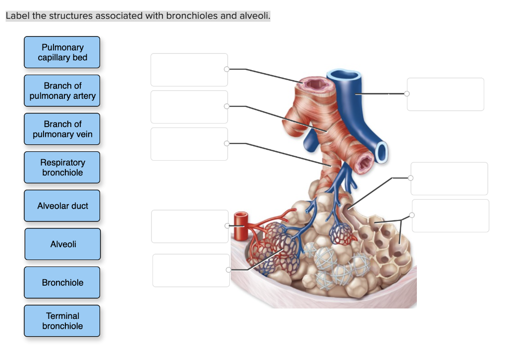 Label The Structures Associated With Bronchioles And Alveoli Pulmonary Capillary Bed Branch Of Pulmonary Artery Branch 1