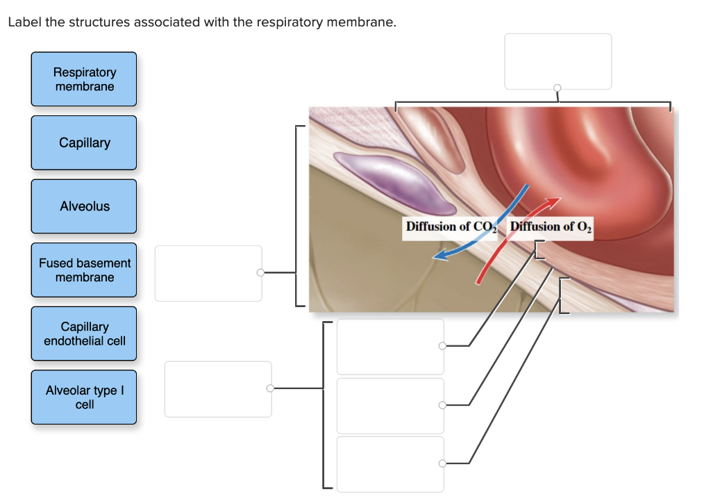 Label The Structures Associated With The Respiratory Membrane Respiratory Membrane Capillary Alveolus Fused Basement Me 1