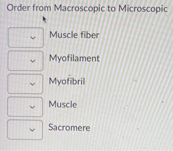 Order From Macroscopic To Microscopic Muscle Fiber Myofilament Myofibril Muscle Sacromere 1