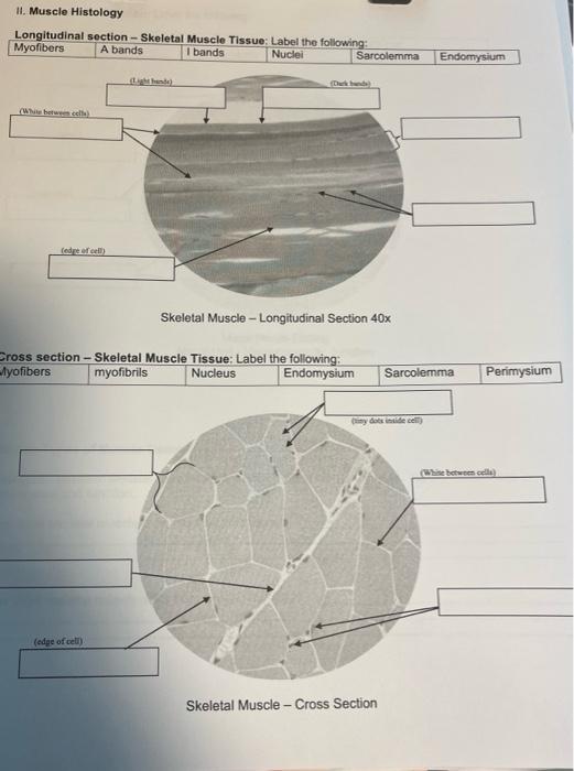 Ii Muscle Histology Longitudinal Section Skeletal Muscle Tissue Label The Following Myofibers A Bands I Bands Nucle 1