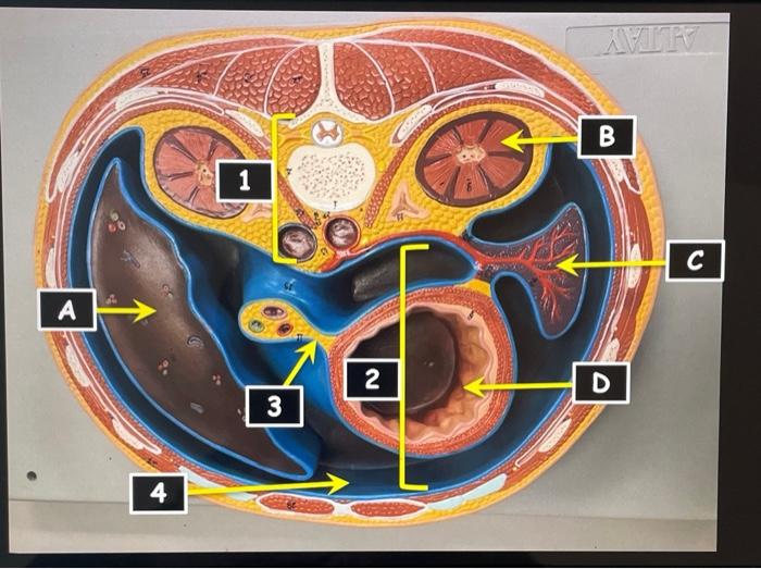 Transverse Abdominal Model Oral Cavity Teeth Stomach Small And Large Intestine Liver Hepatopancreatic Ductal System Panc 1