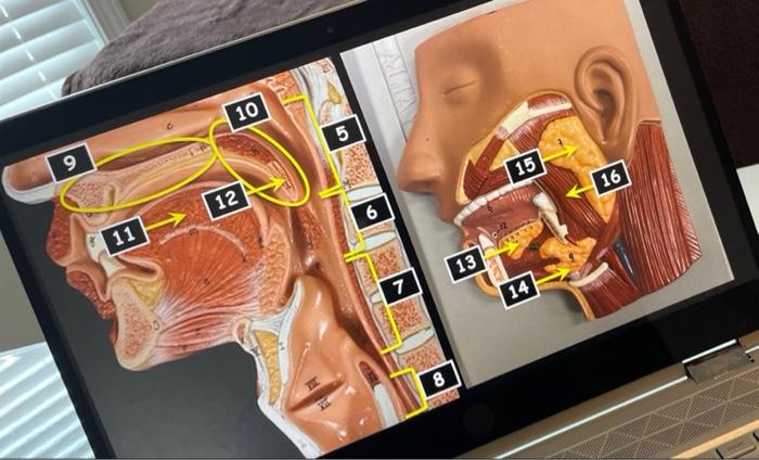 Transverse Abdominal Model Oral Cavity Teeth Stomach Small And Large Intestine Liver Hepatopancreatic Ductal System Panc 2