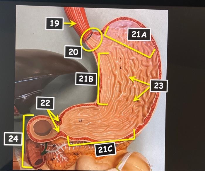 Transverse Abdominal Model Oral Cavity Teeth Stomach Small And Large Intestine Liver Hepatopancreatic Ductal System Panc 4