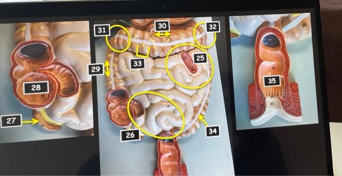 Transverse Abdominal Model Oral Cavity Teeth Stomach Small And Large Intestine Liver Hepatopancreatic Ductal System Panc 5