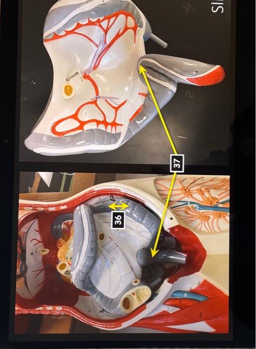 Transverse Abdominal Model Oral Cavity Teeth Stomach Small And Large Intestine Liver Hepatopancreatic Ductal System Panc 6