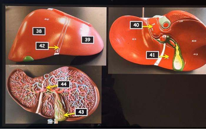 Transverse Abdominal Model Oral Cavity Teeth Stomach Small And Large Intestine Liver Hepatopancreatic Ductal System Panc 7