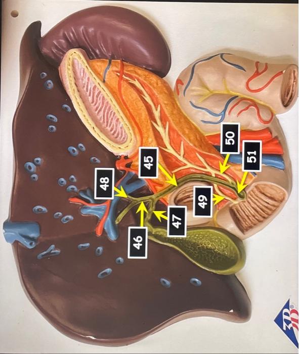 Transverse Abdominal Model Oral Cavity Teeth Stomach Small And Large Intestine Liver Hepatopancreatic Ductal System Panc 8