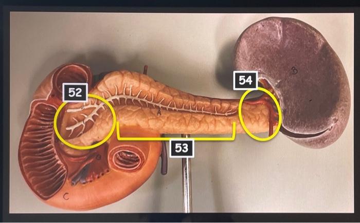 Transverse Abdominal Model Oral Cavity Teeth Stomach Small And Large Intestine Liver Hepatopancreatic Ductal System Panc 9