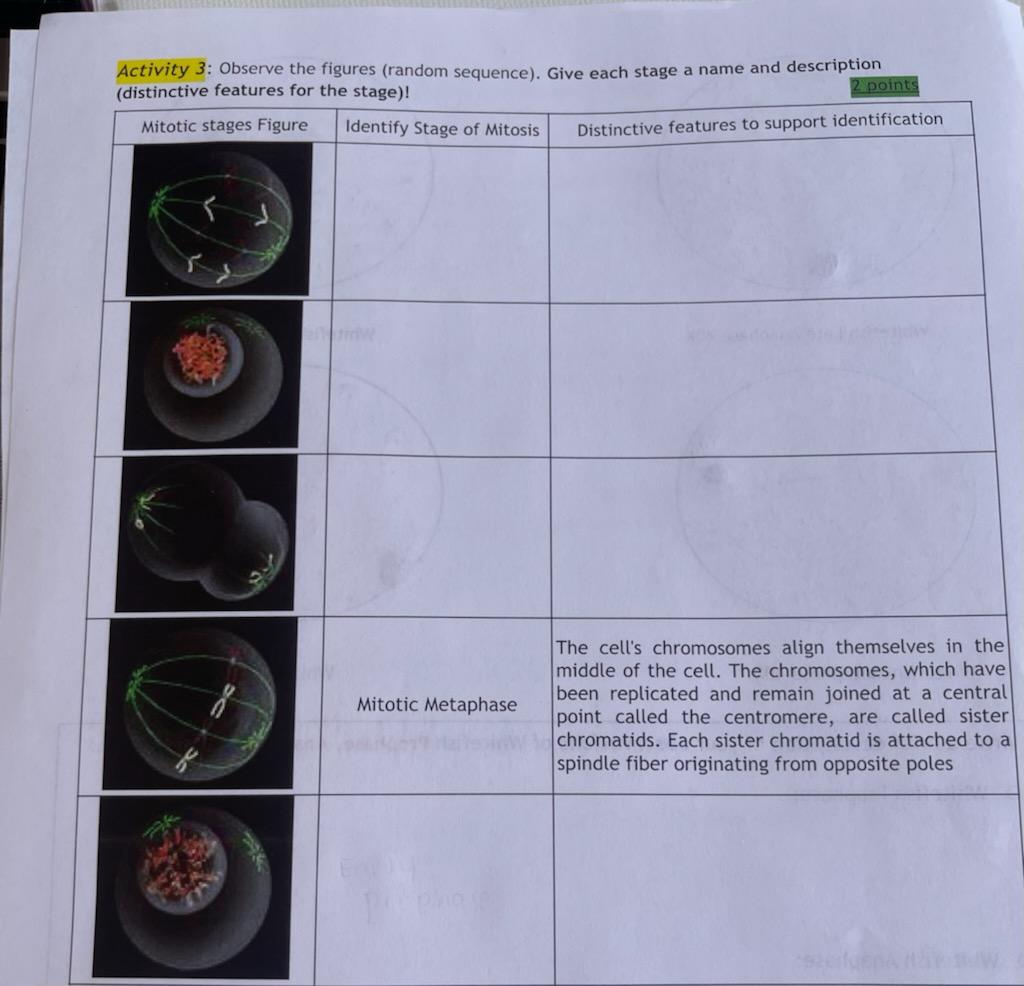 Activity 3 Observe The Figures Random Sequence Give Each Stage A Name And Description Distinctive Features For The 1