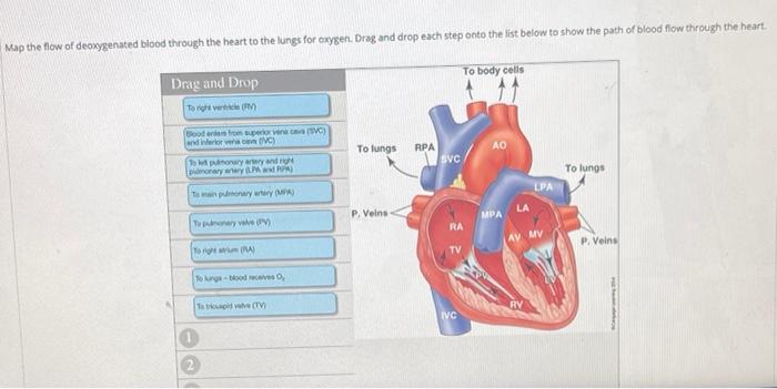 Map The Flow Of Deoxygenated Blood Through The Heart To The Lungs For Oxygen Drag And Drop Each Step Onto The List Belo 1