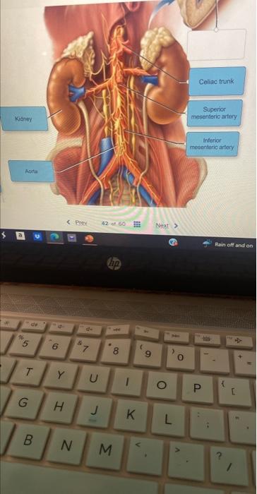 Ponolulu Hotel Sea W2w Sign In Whe Final Exami Y Which Anatomical Component Each Label Describes By Clicking And Draggin 2
