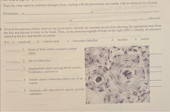 Trace The Route Taken By Nutrients Through A Bone Starting With The Periosteum And Ending With An Osteocyte In A Lacuna 1