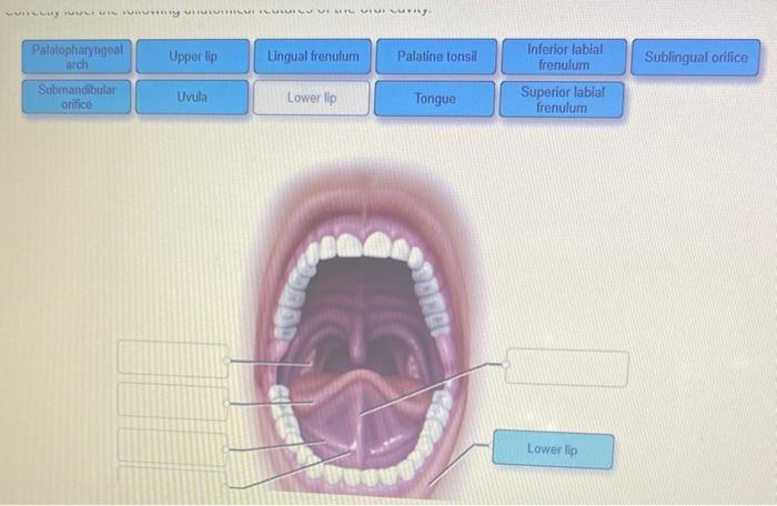 Hians In In Sin In Imsinsho Sio Sin Tuned Y Palatopharyngeal Arch Submandibular Orifice Upper Lip Uvula Lingual Frenulu 1
