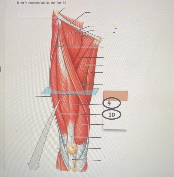 Identify Structure Labeled Number 10 9 10 A Right Sartorius Muscle Ob Left Rectus Femoris Oc Right Vastus Laterali 1