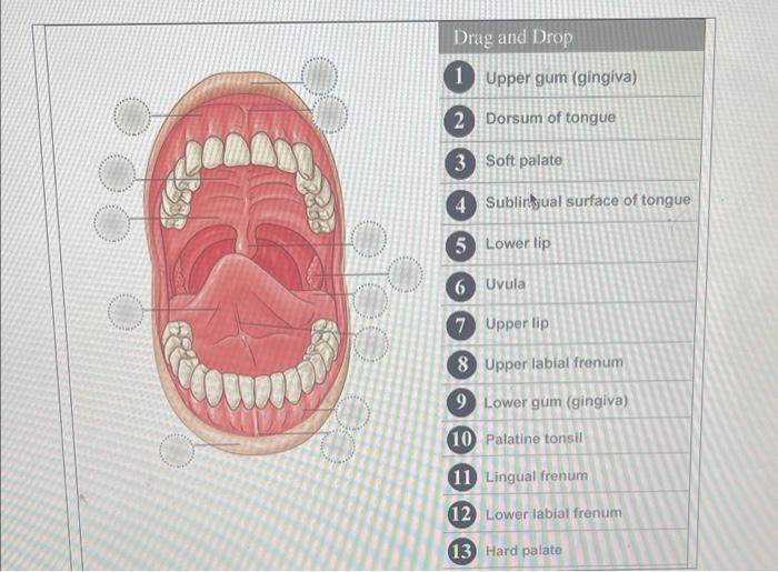 Drag And Drop 1 2 3 Soft Palate 4 Sublingual Surface Of Tongue 5 Lower Lip 6 Uvula 7 Upper Lip 8 Upper Labial Frenum 9 L 1
