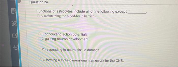 E Ill Question 24 Functions Of Astrocytes Include All Of The Following Except A Maintaining The Blood Brain Barrier B 1