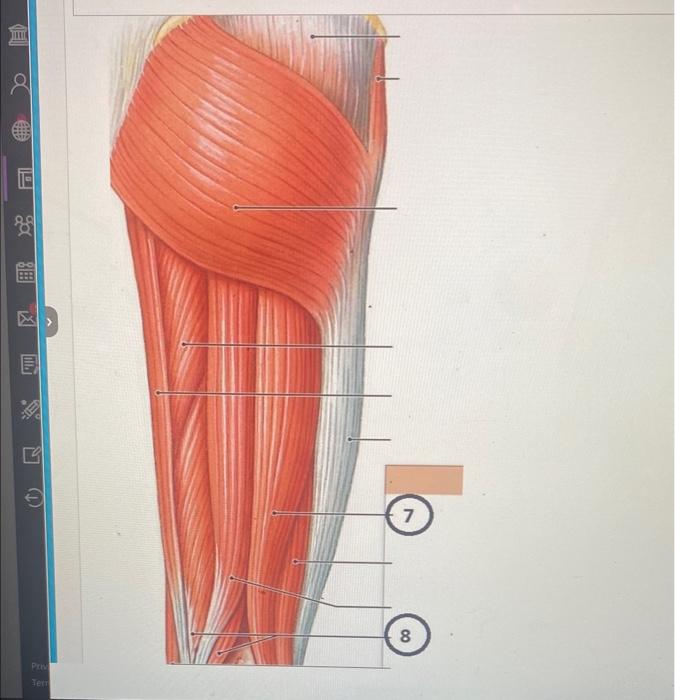 3 Priv Terr A Left Semimembranosus Muscle Ob Right Adductor Magnus Muscle Oc Left Sartorius Muscle Od Right Biceps 1