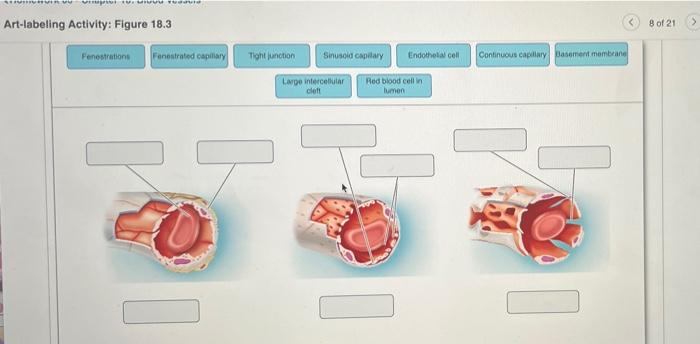 Svin 1 Vedavis Art Labeling Activity Figure 18 3 Fenestrations Fenestrated Capillary Tight Junction Sinusoid Capilary 1