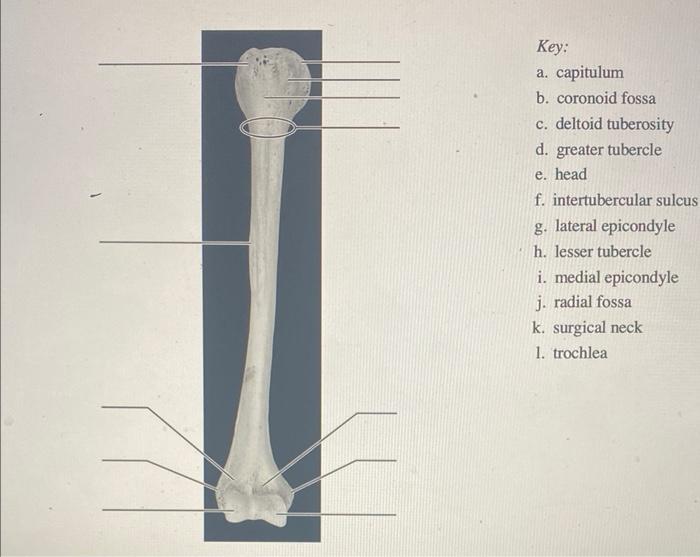 Key A Capitulum B Coronoid Fossa C Deltoid Tuberosity D Greater Tubercle E Head F Intertubercular Sulcus G Later 1