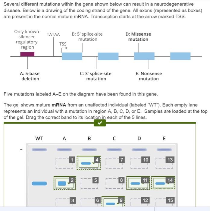 Several Different Mutations Within The Gene Shown Below Can Result In A Neurodegenerative Disease Below Is A Drawing Of 1