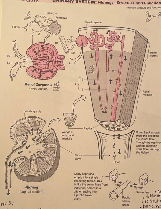 83 B2 Filtrate Rms Filtrate 4 Renal Capsule Renal Corpuscle Cross Section Podocyte Kidney Sagittal Section Fenes 1
