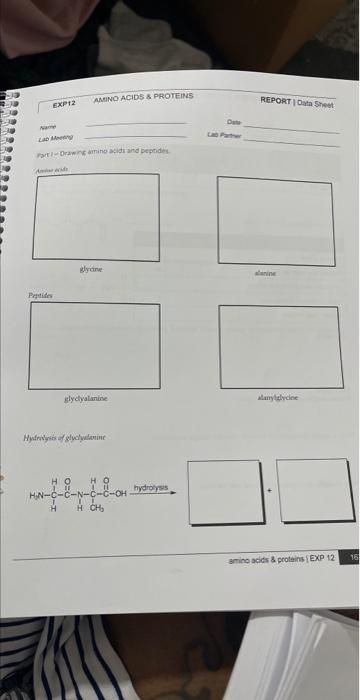 Exp12 Name Lab Meeting Parti Drawing Amino Acids And Peptides Peptides H N Amino Acids Proteins H Glycine Hydrolysis 1