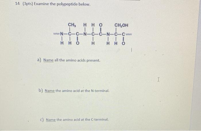 14 3pts Examine The Polypeptide Below Ch Hho Ch Oh I Wwn C C N C C N C Cww H Iii Hho A Name All The Amino Acids Pre 1