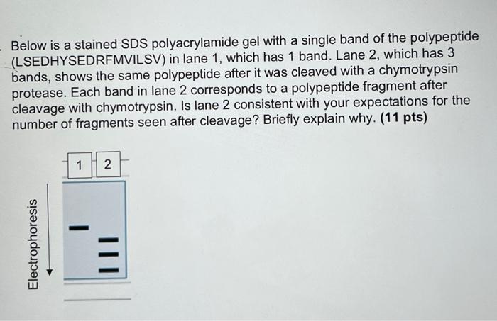 Below Is A Stained Sds Polyacrylamide Gel With A Single Band Of The Polypeptide Lsedhysedrfmvilsv In Lane 1 Which Has 1