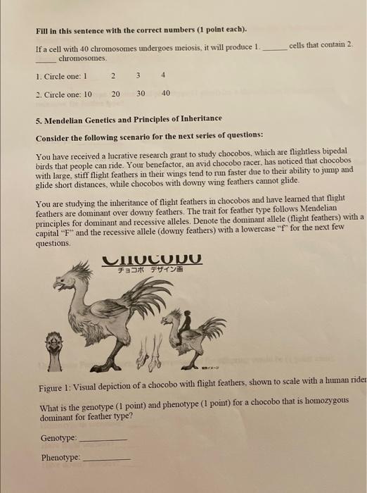 Fill In This Sentence With The Correct Numbers 1 Point Each If A Cell With 40 Chromosomes Undergoes Meiosis It Will 1