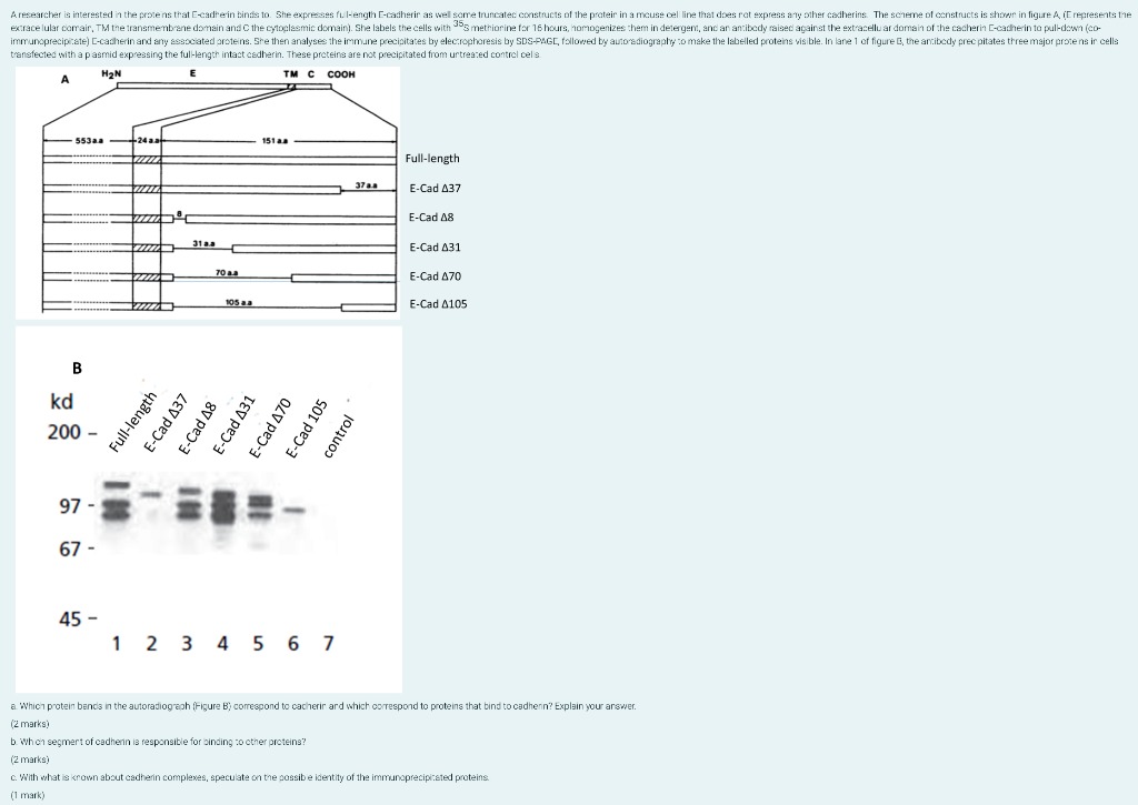 A Researcher Is Interested In The Proteins That E Cadrerin Binds To She Expresses Full Length E Cadherir As Well Some T 1