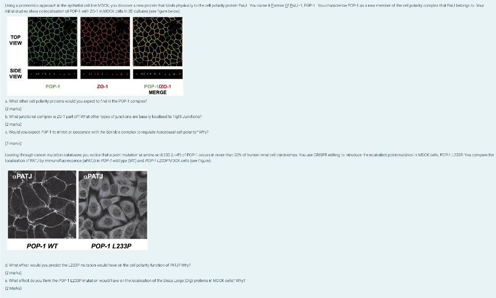Using A Proteomics Approach In The Epithelial Cell Line Mdck You Discover A New Protein That Binds Physicaly To The Cel 1
