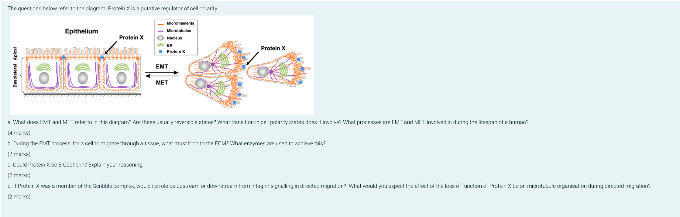 The Questions Below Refer To The Diagram Protein X Is A Putative Regulator Of Cell Polarity Muun Epithelium Protein X 1
