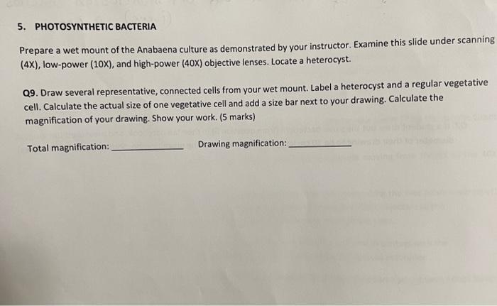 5 Photosynthetic Bacteria Prepare A Wet Mount Of The Anabaena Culture As Demonstrated By Your Instructor Examine This 1