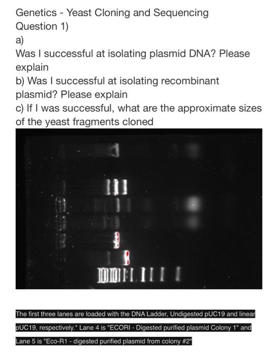 Genetics Yeast Cloning And Sequencing Question 1 A Was I Successful At Isolating Plasmid Dna Please Explain B Was I 1
