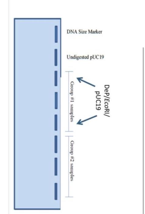 Genetics Yeast Cloning And Sequencing Question 1 A Was I Successful At Isolating Plasmid Dna Please Explain B Was I 2