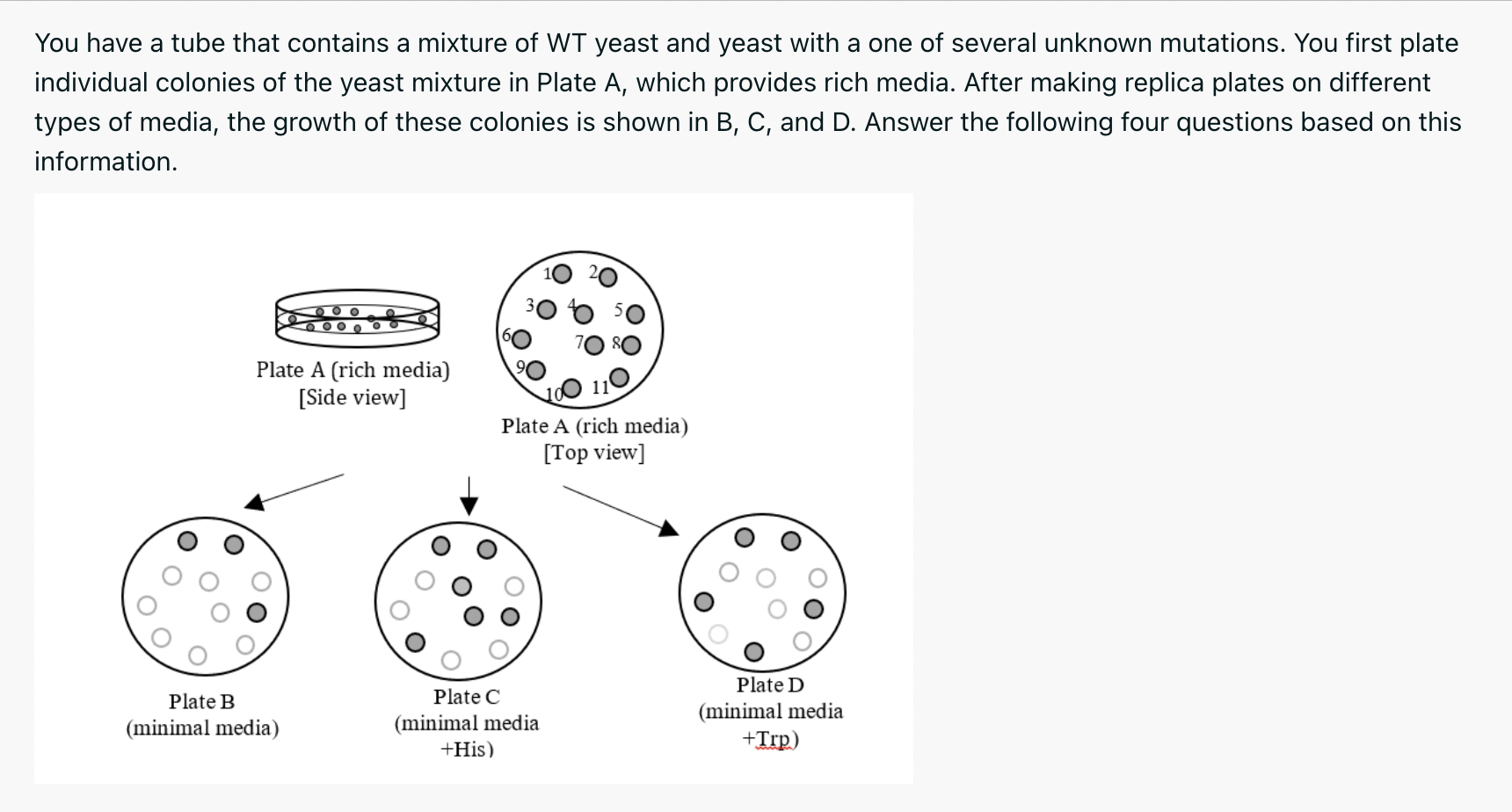 You Have A Tube That Contains A Mixture Of Wt Yeast And Yeast With A One Of Several Unknown Mutations You First Plate I 1