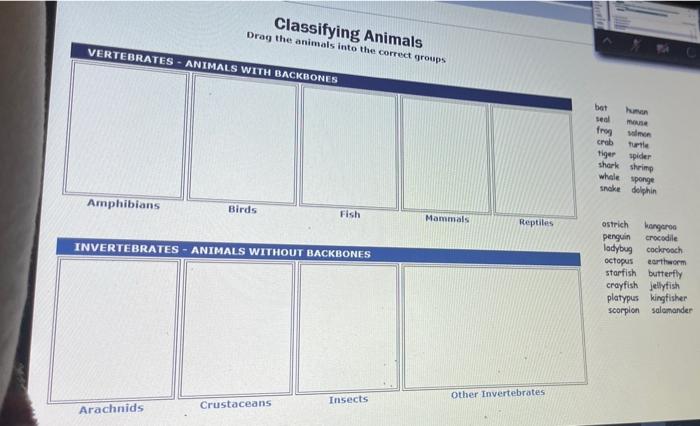 Vertebrates Animals With Backbones Amphibians Classifying Animals Drag The Animals Into The Correct Groups Arachnids Bir 1