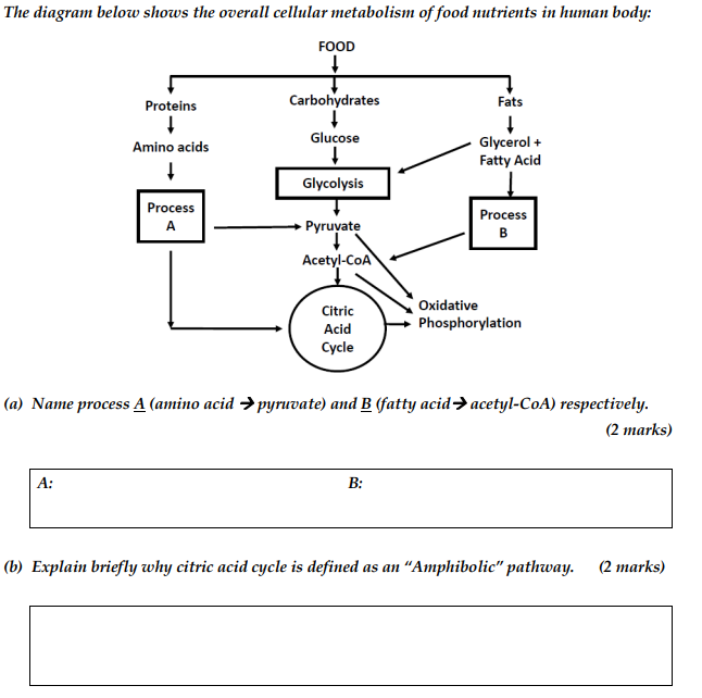 The Diagram Below Shows The Overall Cellular Metabolism Of Food Nutrients In Human Body Proteins Amino Acids A Proce 1