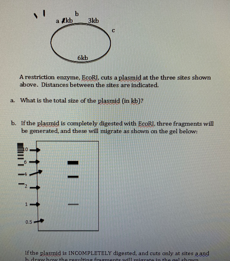 V T A Kb B 0 5 3kb 6kb A Restriction Enzyme Ecori Cuts A Plasmid At The Three Sites Shown Above Distances Between T 1