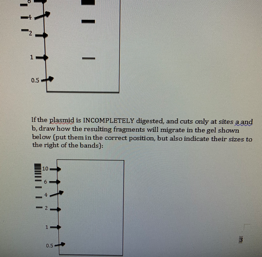 V T A Kb B 0 5 3kb 6kb A Restriction Enzyme Ecori Cuts A Plasmid At The Three Sites Shown Above Distances Between T 2