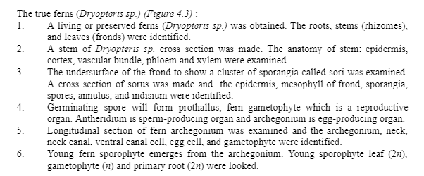 Experiment 2 Seedless Vascular Plants Fern Allies And Ferns Introduction The Most Prevalent And Noticeable Group Of La 3