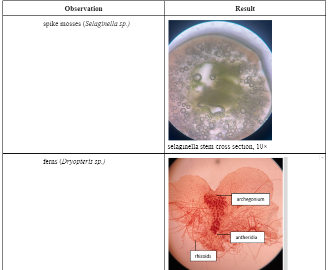 Experiment 2 Seedless Vascular Plants Fern Allies And Ferns Introduction The Most Prevalent And Noticeable Group Of La 4