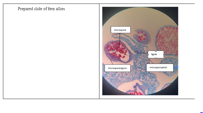 Experiment 2 Seedless Vascular Plants Fern Allies And Ferns Introduction The Most Prevalent And Noticeable Group Of La 5