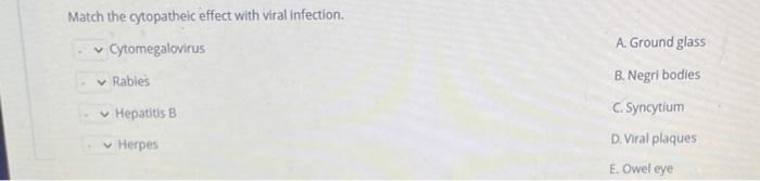 Match The Cytopatheic Effect With Viral Infection Cytomegalovirus Rabies Hepatitis B Herpes A Ground Glass B Negri 1