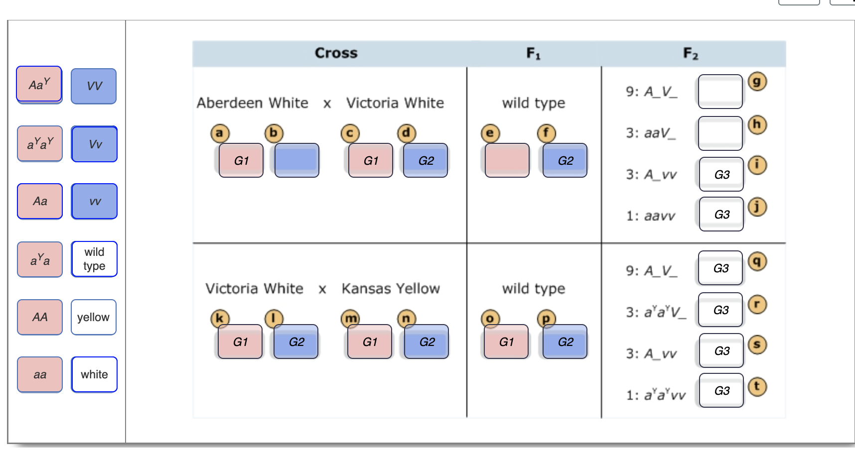 Aay Ayay Aa Aya Aa Aa Vv Vv Vv Wild Type Yellow White Aberdeen White X Victoria White G1 Cross G1 G2 Victoria White X Ka 1
