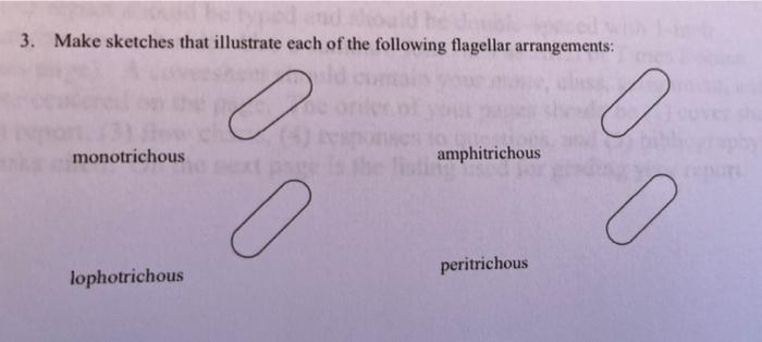 3 Make Sketches That Illustrate Each Of The Following Flagellar Arrangements O Monotrichous Lophotrichous Amphitrichou 1