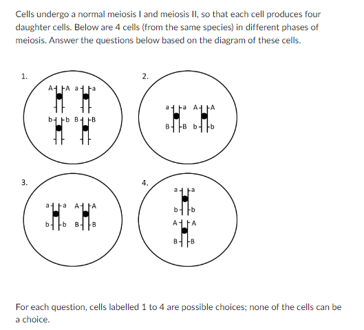 Cells Undergo A Normal Meiosis I And Meiosis Ii So That Each Cell Produces Four Daughter Cells Below Are 4 Cells From 1