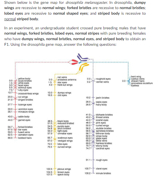 Shown Below Is The Gene Map For Drosophila Melanogaster In Drosophila Dumpy Wings Are Recessive To Normal Wings Forke 1