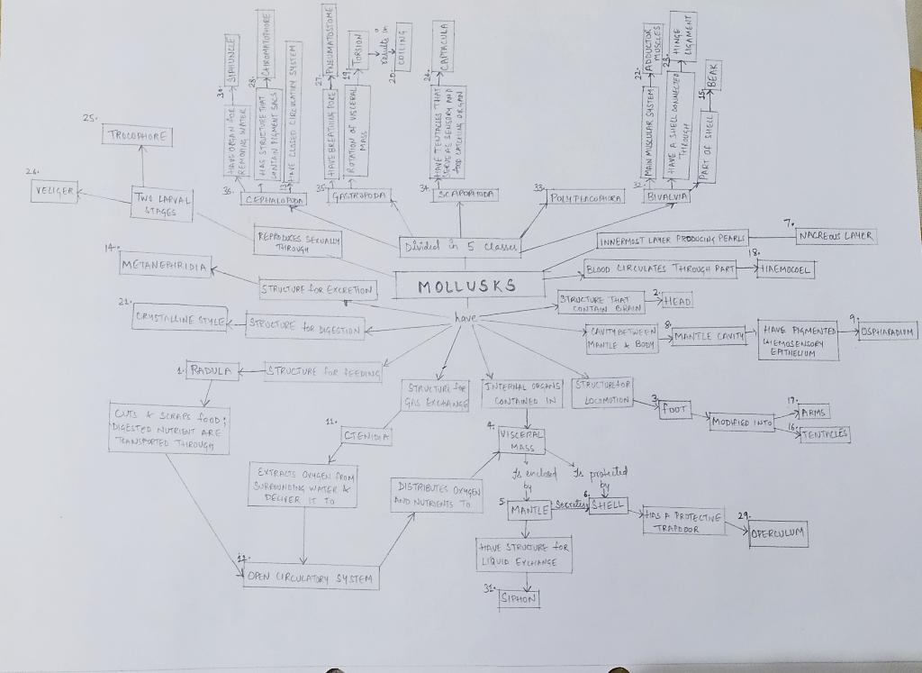 Upload An Image File With Your Annelid Concept Map Here Key Terms To Know Be Able To Define And Use In The Map Inclu 1