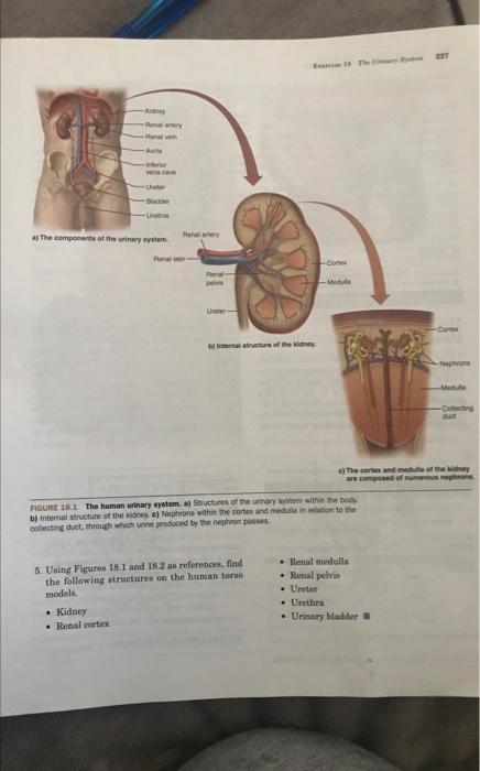 Introduction The Digestive Tract Absorbs Nutrients As Well As Sub Stances That We Cannot Metabolize Also Metabolism 2
